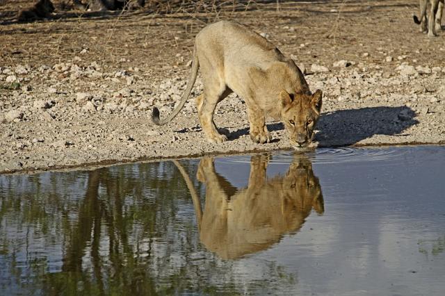 191 Ongava game reserve, little ongava, leeuw.JPG